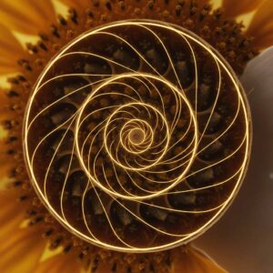 الطبيعة وهندسة الجمال