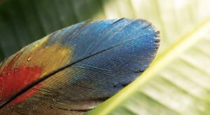 الوان ريش الببغاء