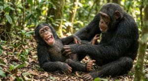 هل تضحك القرود